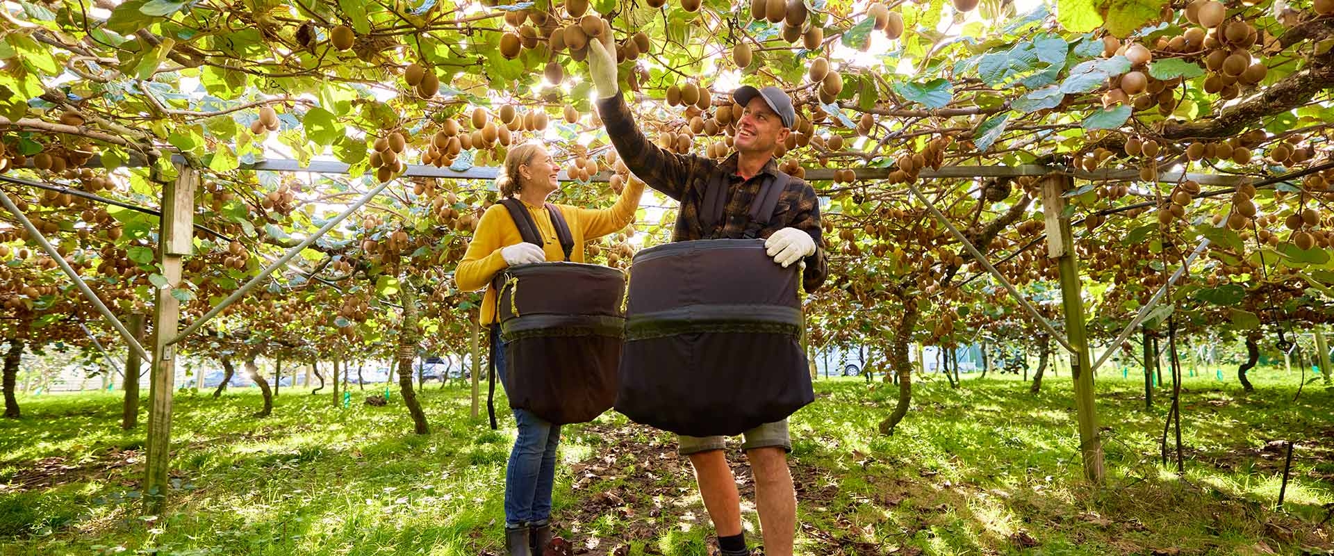 kiwi fruit plant pictures
