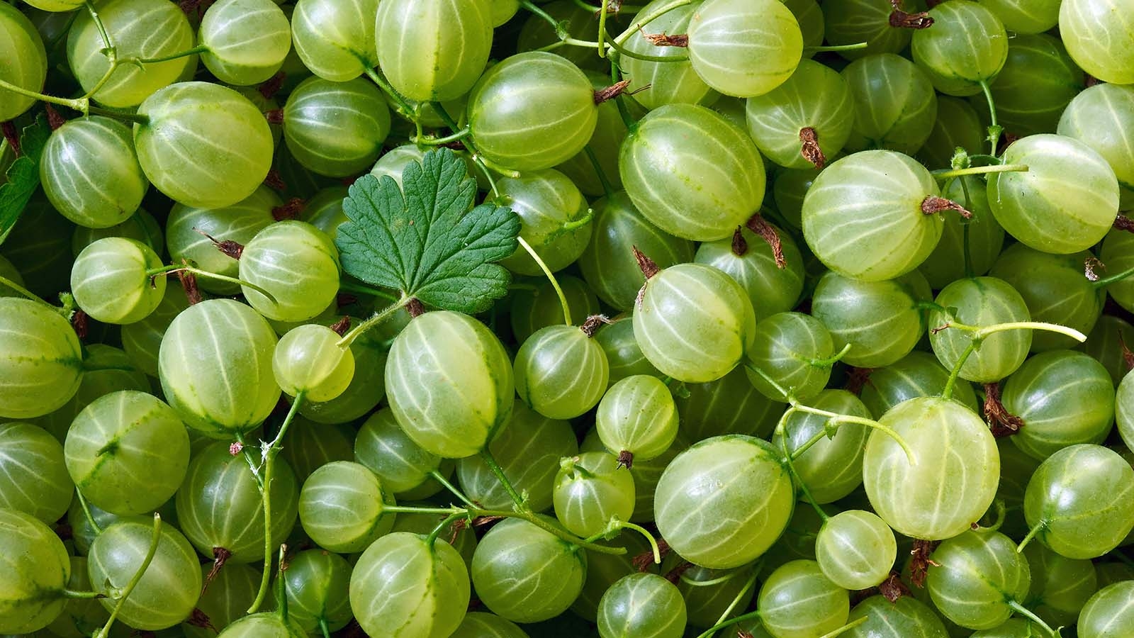 picture of gooseberry fruit