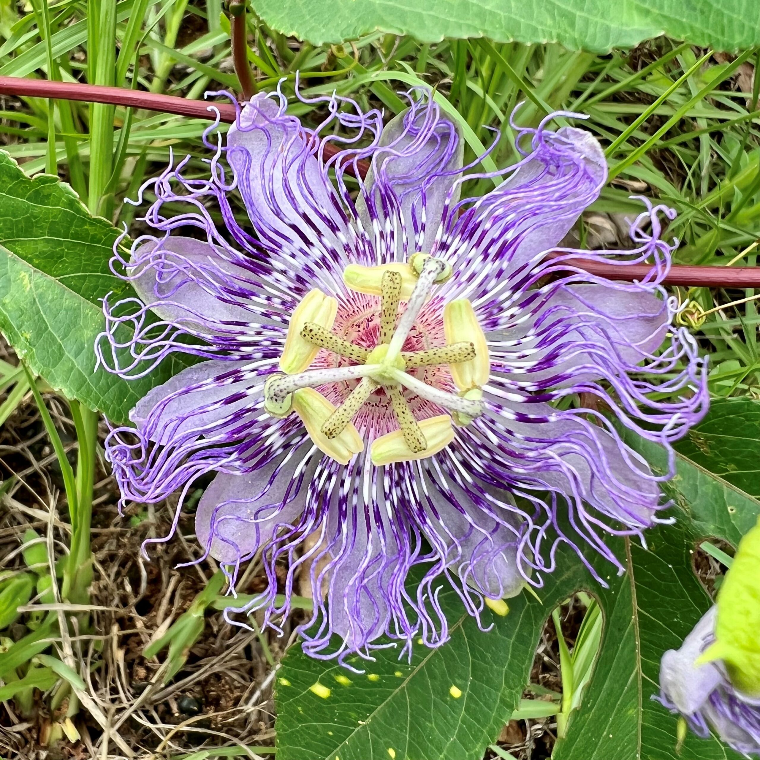 passion fruit flower pictures