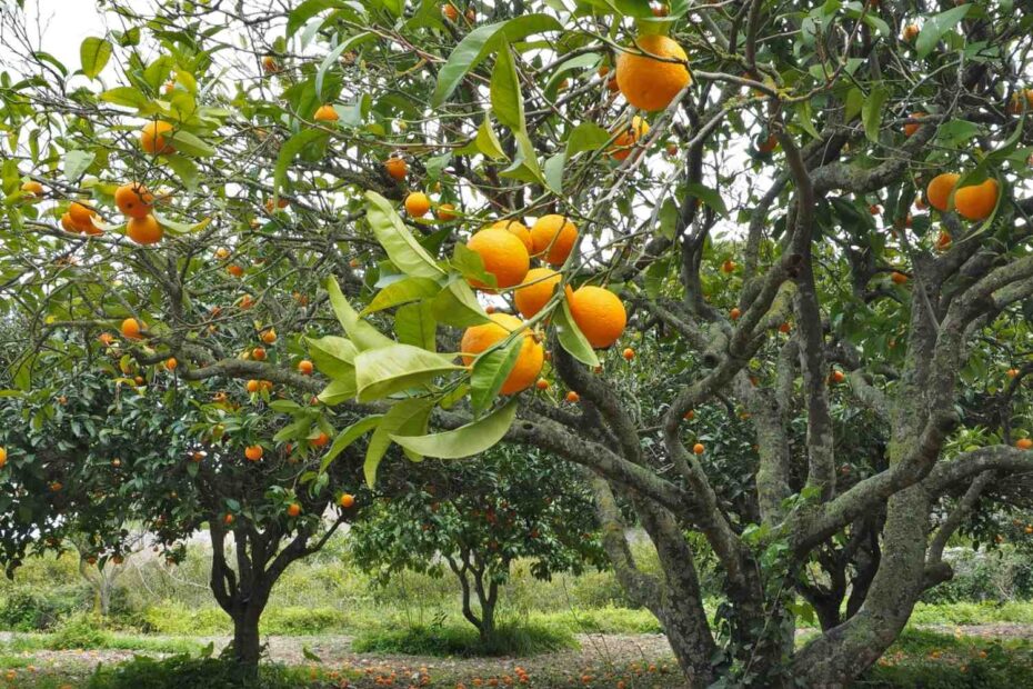 The Right Fruit Trees For Your Climate