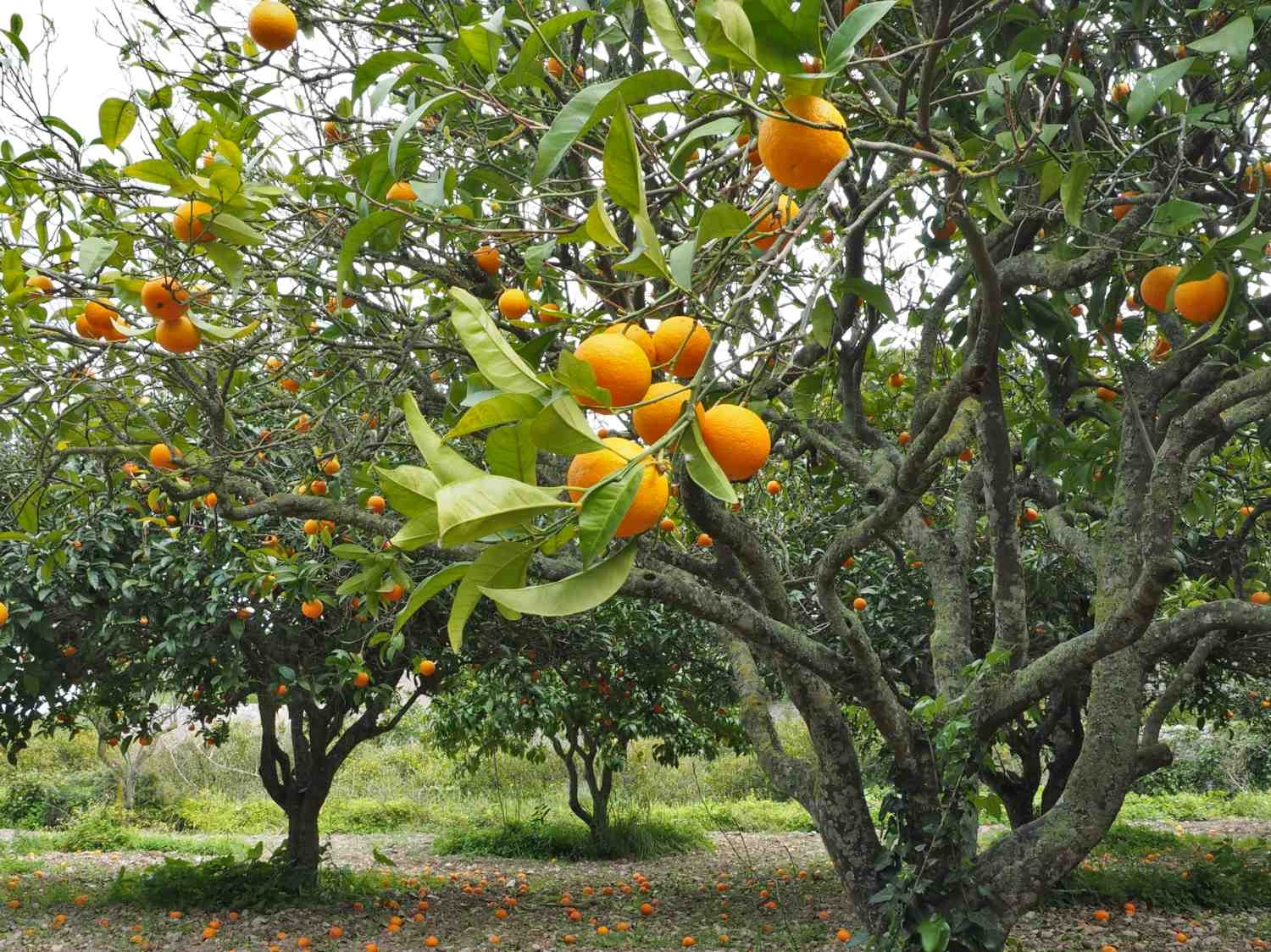 The Right Fruit Trees For Your Climate