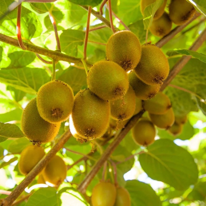 The Ultimate Guide To Growing Kiwi Fruit Chris Bowers U0026 Sons