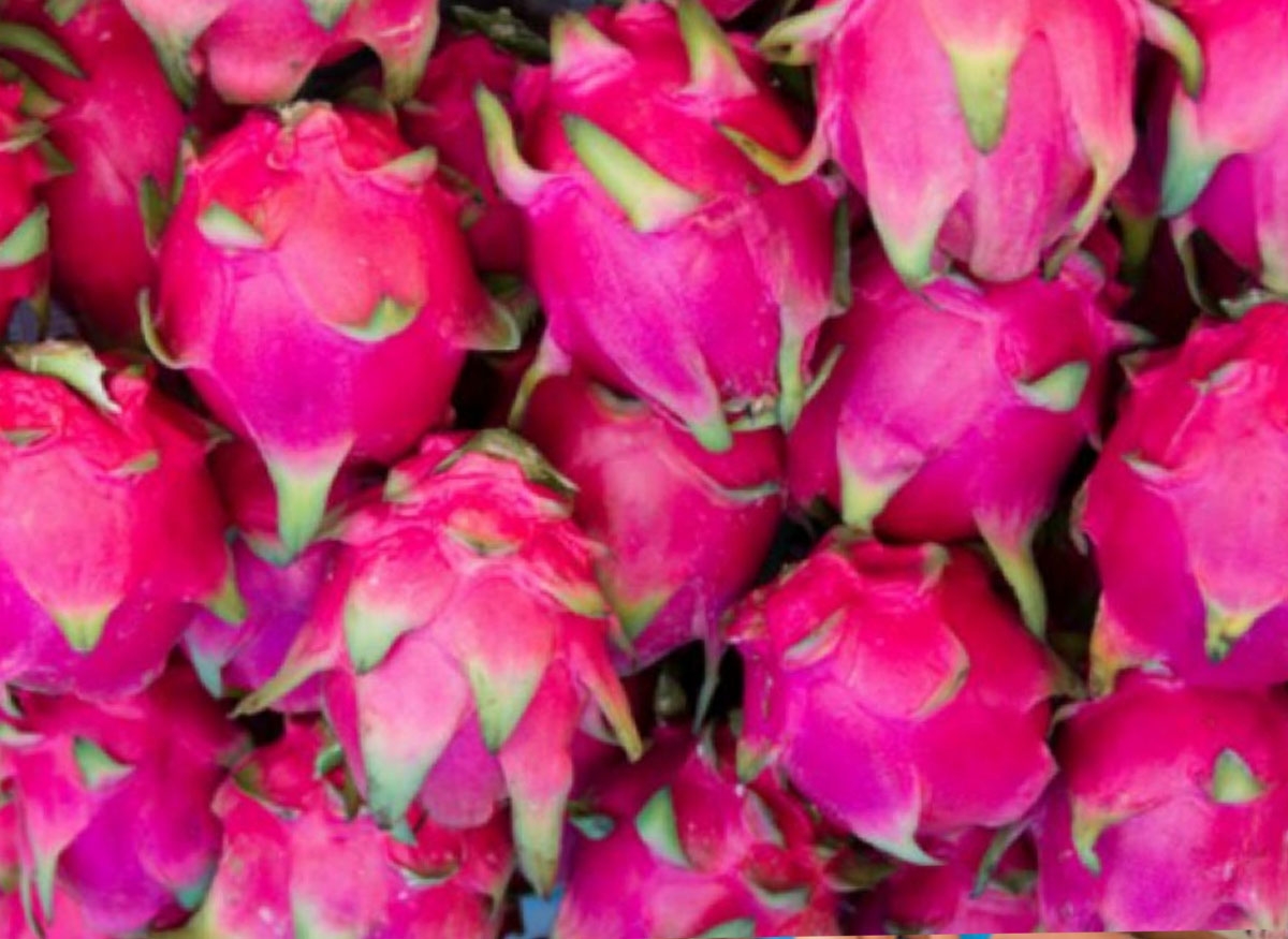 The Wonderful World Of Pitaya In Yucat n Yucat n Magazine