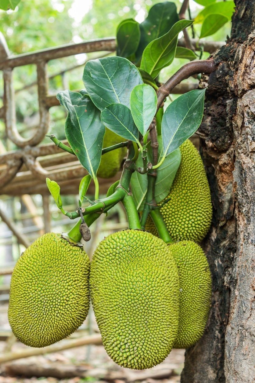 jack fruit picture