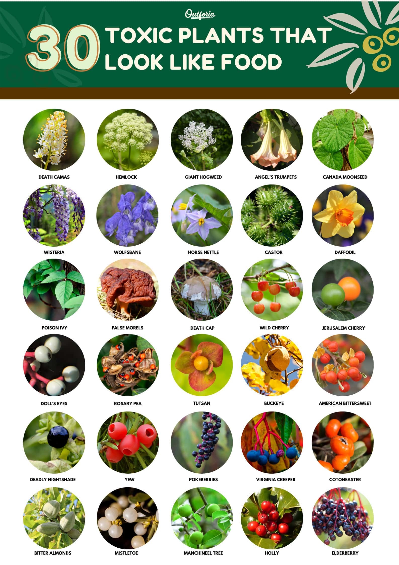 non edible fruits pictures