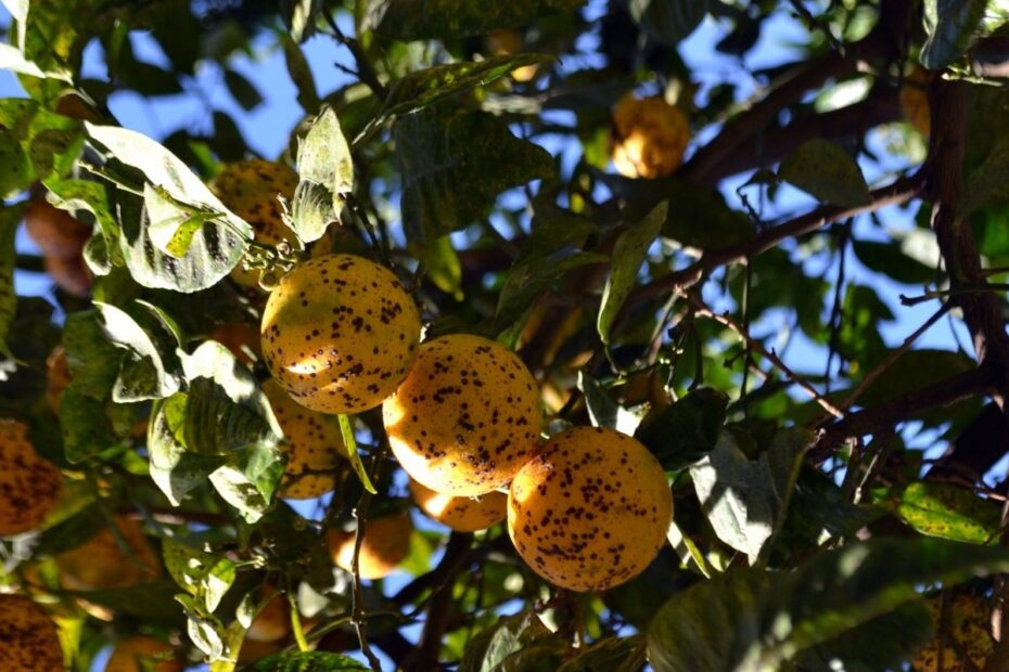 Treating Sick Orange Trees Learn To Recognize Orange Disease