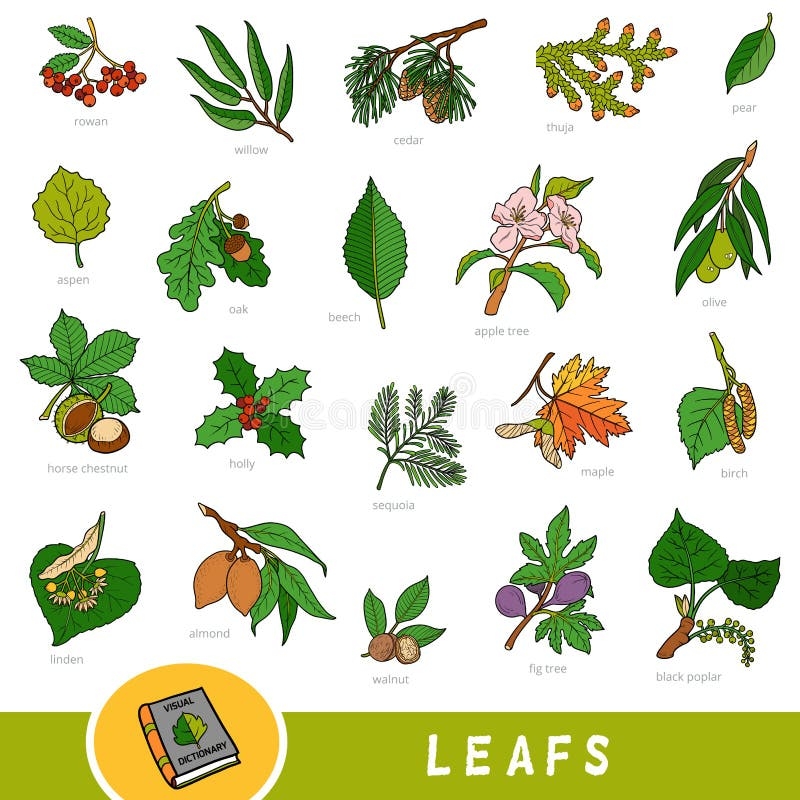 fruit trees pictures and names
