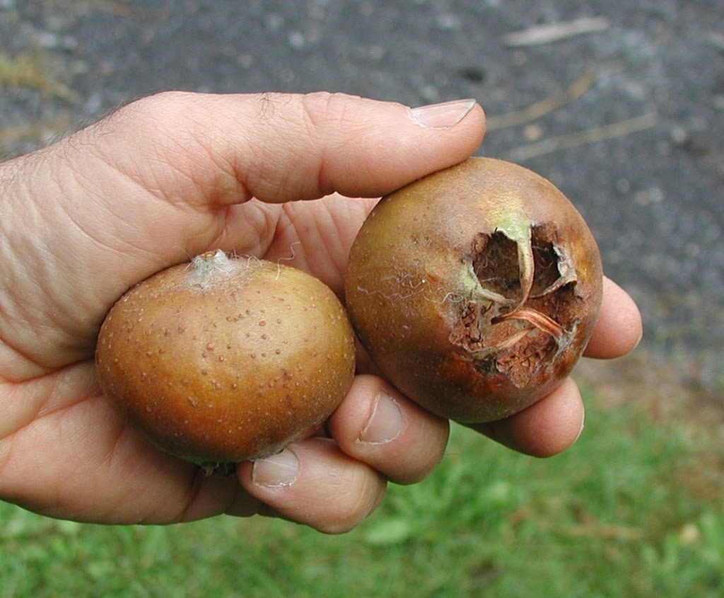 Ugly But Tasty Old Fruit Lee Reich