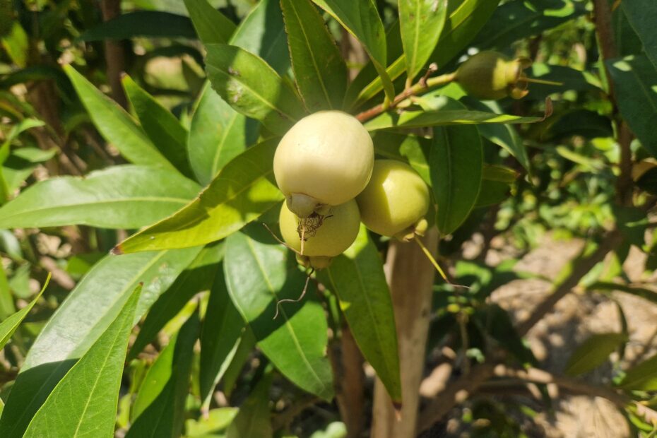 Unusual Fruit Tree Names Orchard Of Flavours