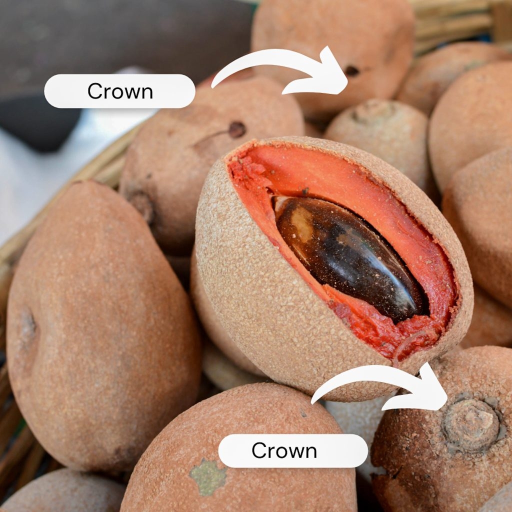 mamey fruit pictures