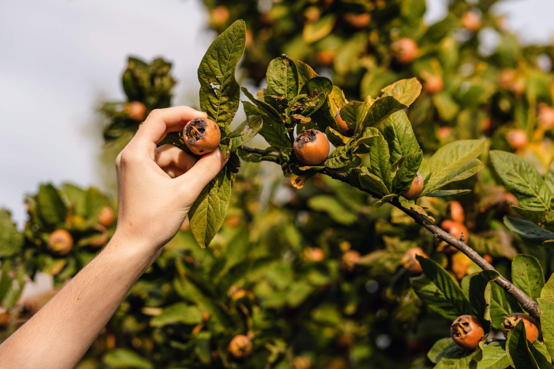 medlar fruit picture