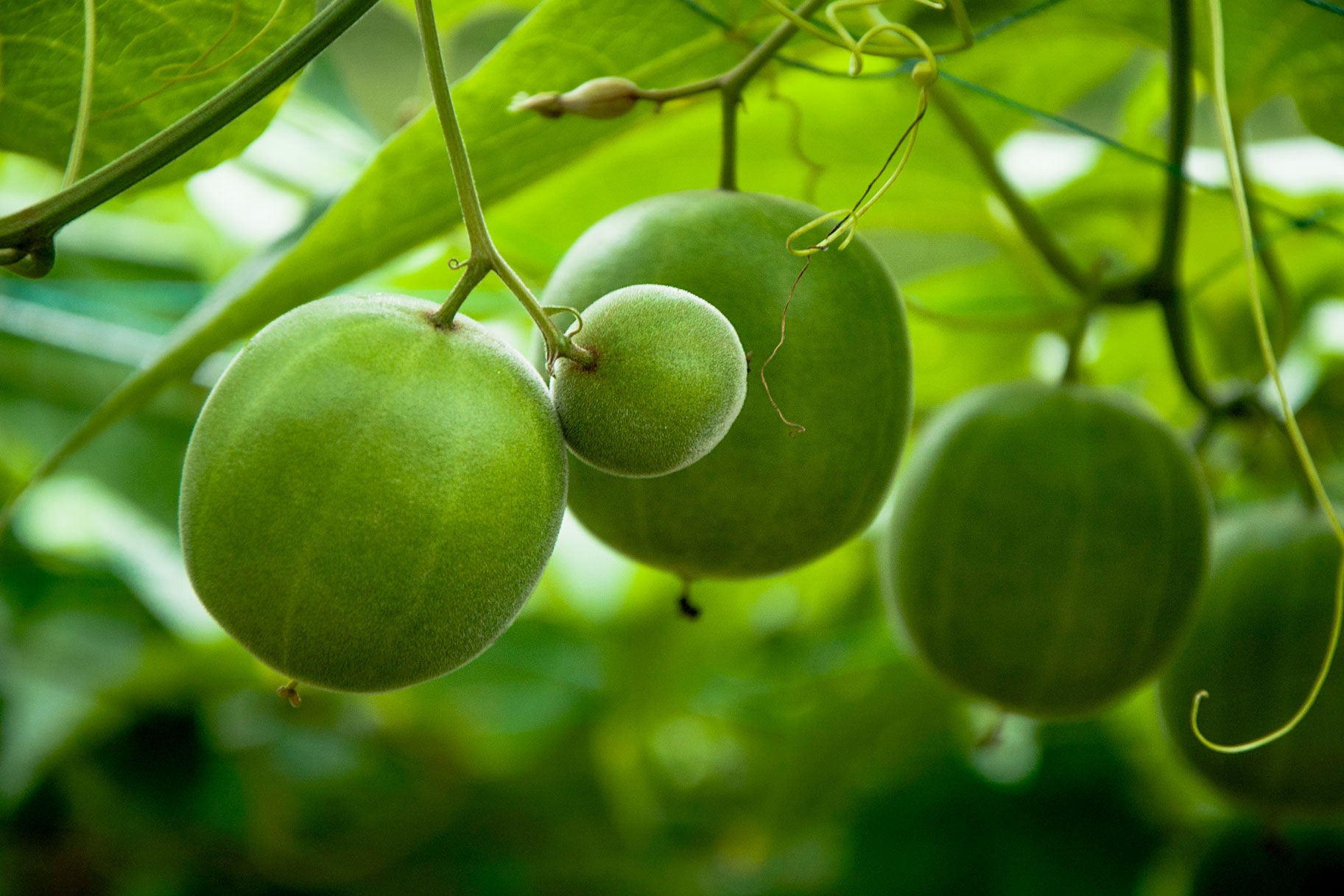 monk fruit pictures