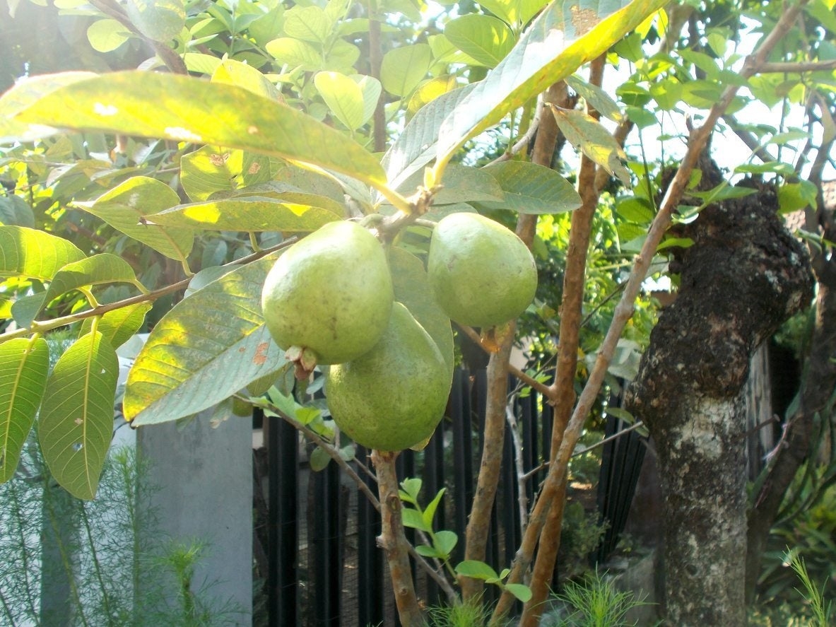 When Do Guava Trees Fruit How Long Until Guava Trees Produce Fruit Gardening Know How