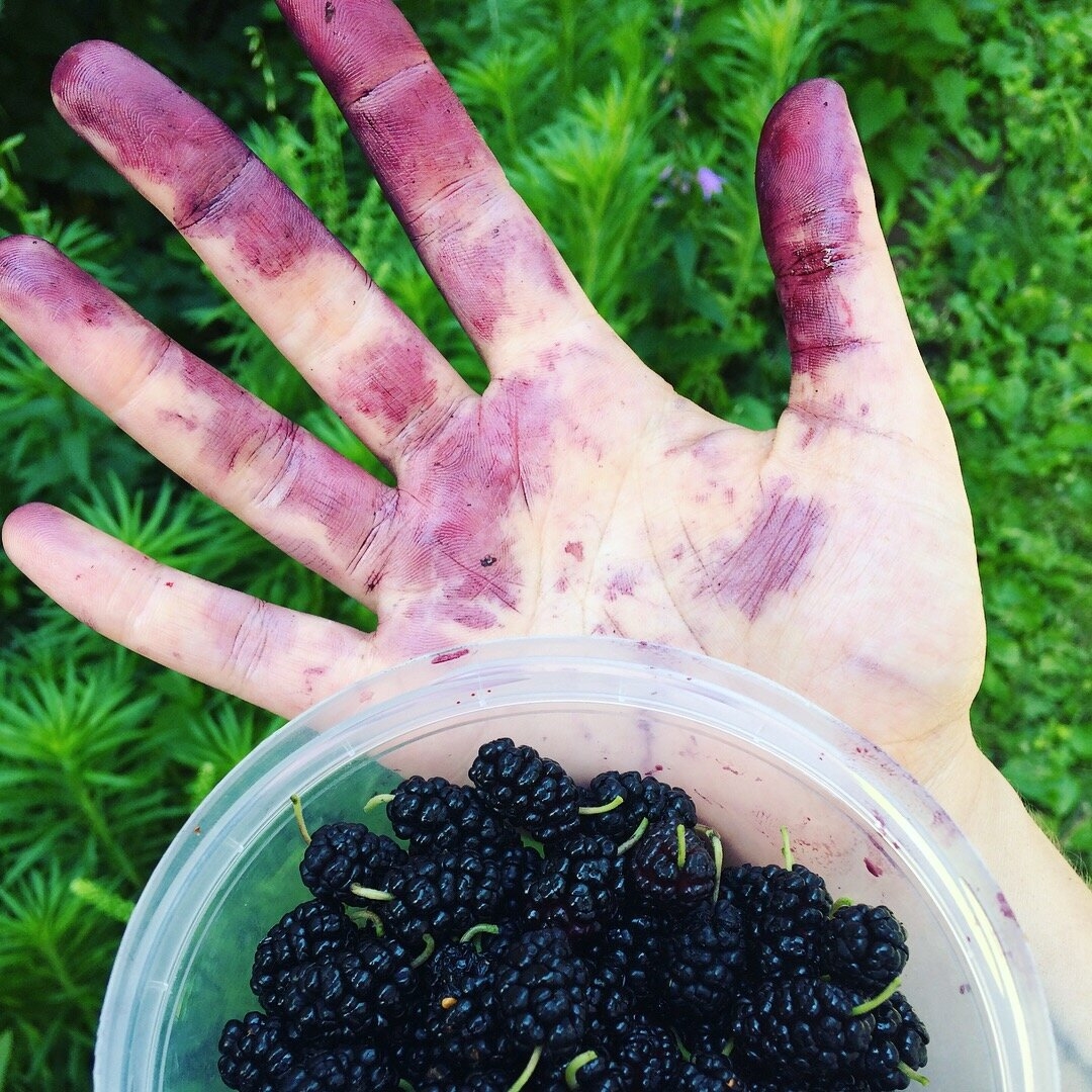 picture of mulberry fruit
