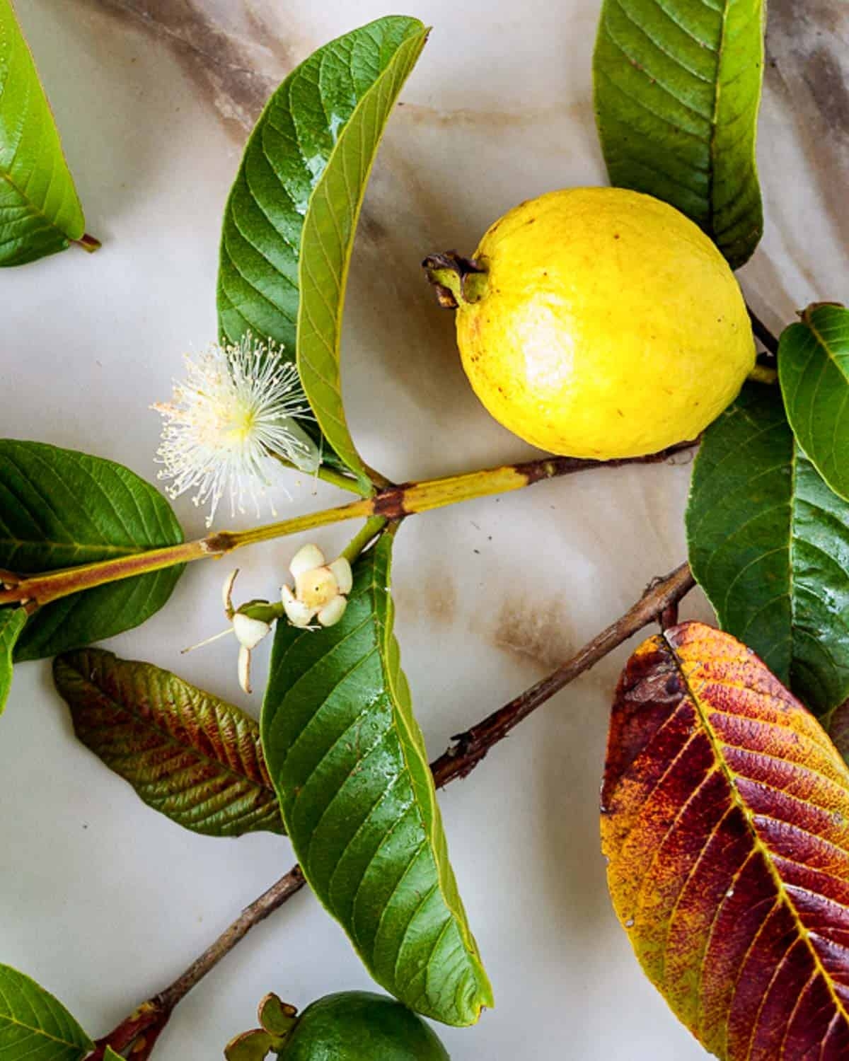 Wild Pink Guava Poppys Wild Kitchen