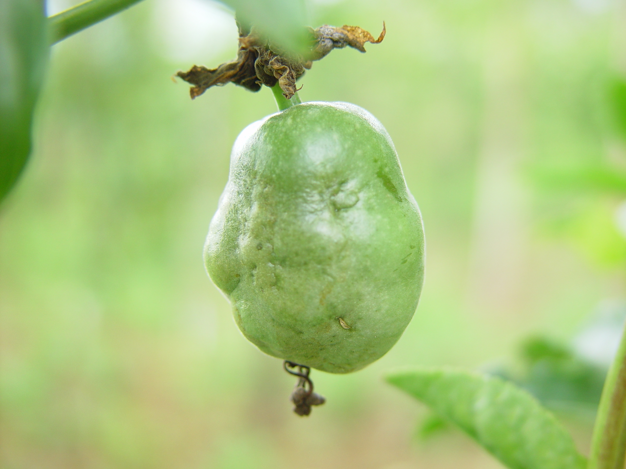 passion fruit diseases pictures