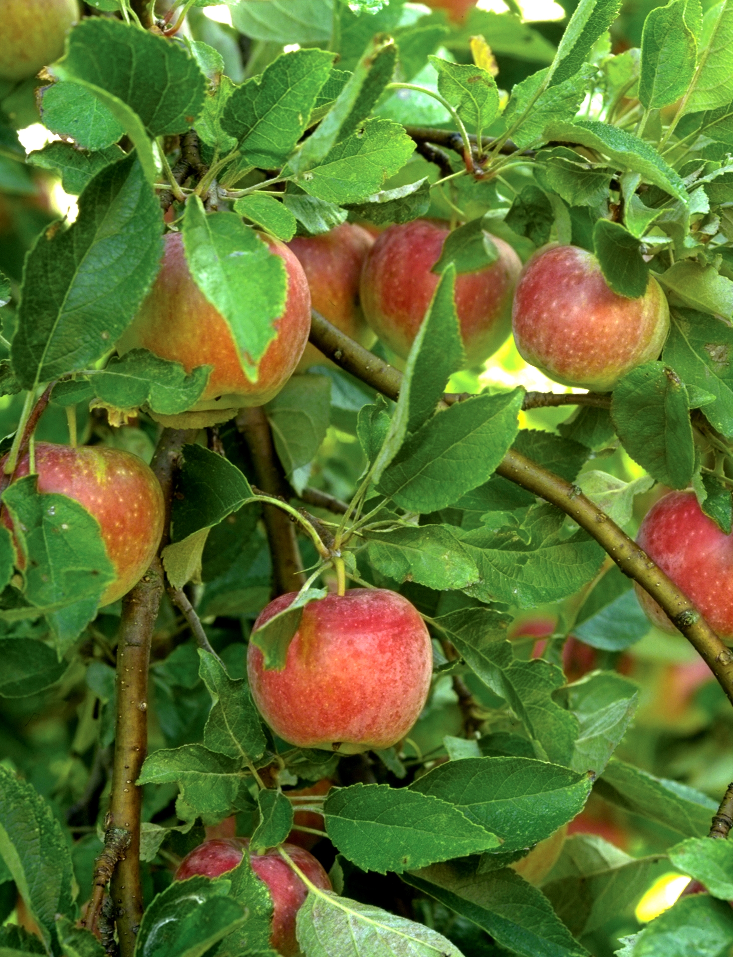 Yard And Garden Prune Fruit Trees With Care News